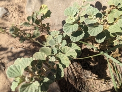 Malvella leprosa