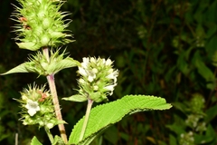 Lepechinia caulescens