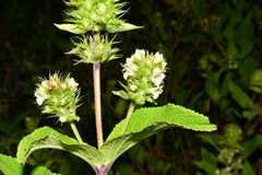 Lepechinia caulescens