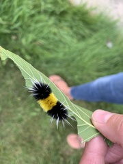 Lophocampa maculata