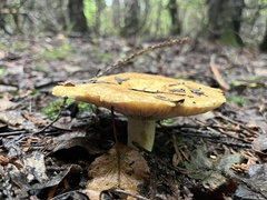 Lactarius thyinos
