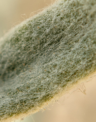 Pseudognaphalium microcephalum