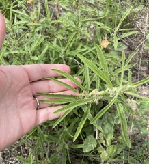 Sphaeralcea angustifolia