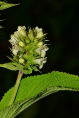 Lepechinia caulescens