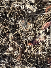 Junonia grisea