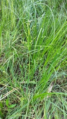 Juncus oxymeris