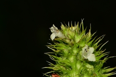 Lepechinia caulescens