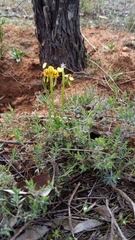 Diuris palustris