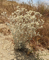 Pseudognaphalium microcephalum