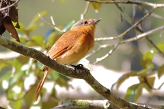 Pachyramphus castaneus