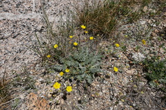 Potentilla breweri
