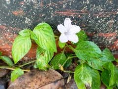 Ruellia prostrata