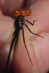 Pseudagrion rufostigma