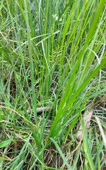 Juncus oxymeris