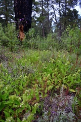 Lepechinia caulescens