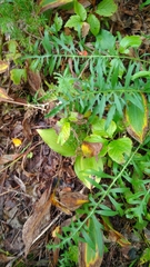 Epipactis helleborine