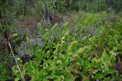 Lepechinia caulescens