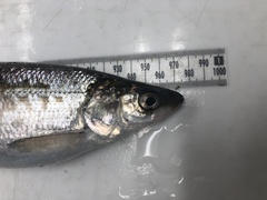 Coregonus artedi