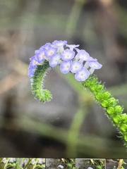Heliotropium