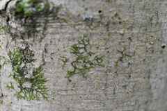 Frullania eboracensis