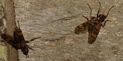 Tephritoidea
