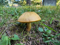 Hemileccinum