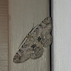 Iridopsis larvaria