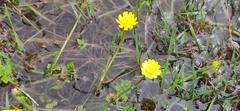 Ranunculus