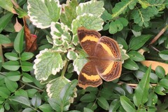 Junonia