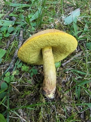 Hemileccinum