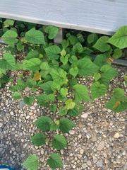 Ampelopsis glandulosa