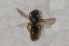 Lasioglossum bruneri