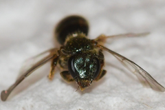 Lasioglossum bruneri