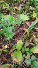 Cypripedium calceolus