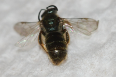 Lasioglossum bruneri