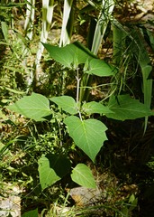 Datura