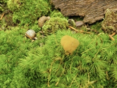 Leotia lubrica
