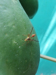 Toxotrypana curvicauda