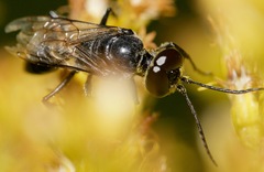 Astata