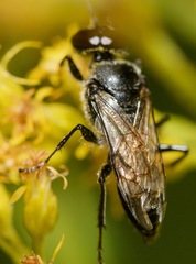 Astata
