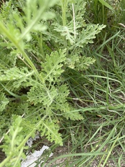 Parthenium