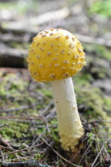 Amanita muscaria