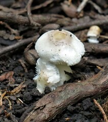 Leucocoprinus cepistipes