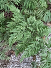 Dryopteris expansa