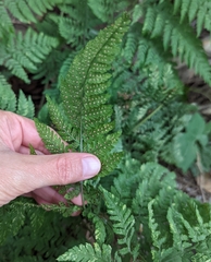 Dryopteris expansa