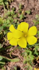 Oxalis pes-caprae