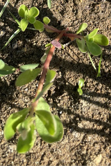 Portulaca