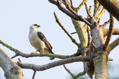 Buteogallus lacernulatus