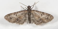 Eupithecia absinthiata