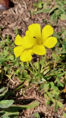 Oxalis pes-caprae